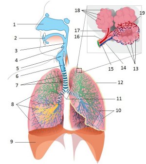 Exercice interactif : Schéma de l'appareil respiratoire.